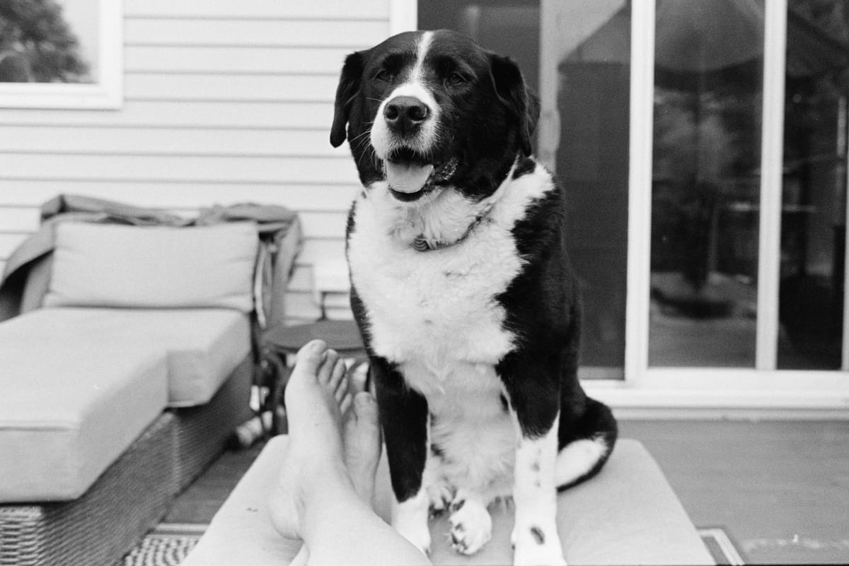 Roll 041 (2025) / Nikon FE2