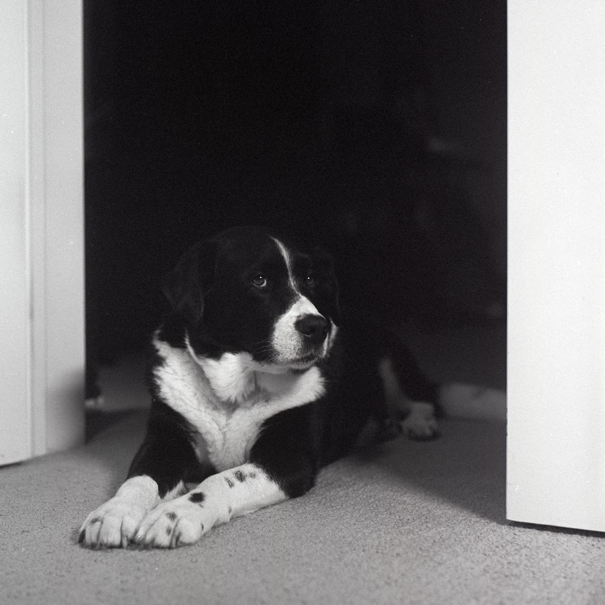 Roll-063 (2025) Rolleiflex 2.8D